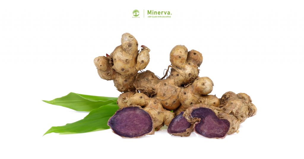 ข้อมูลทางเภสัชวิทยาของกระชายดำ